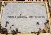 Odkłady pszczele na ramce wielkopolskiej możliwa wysyłka