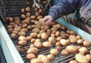 Sprzedam ziemniaki jadalne-  bez sztucznych nawozów