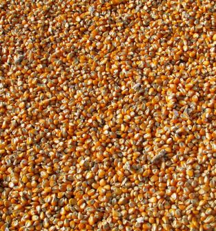 Kukurydza sucha-  cena i ilość do uzgodnienia