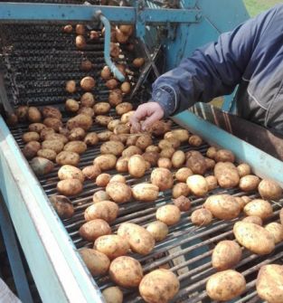 Sprzedam ziemniaki jadalne-  bez sztucznych nawozów