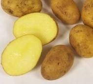 Ziemniak jadalny