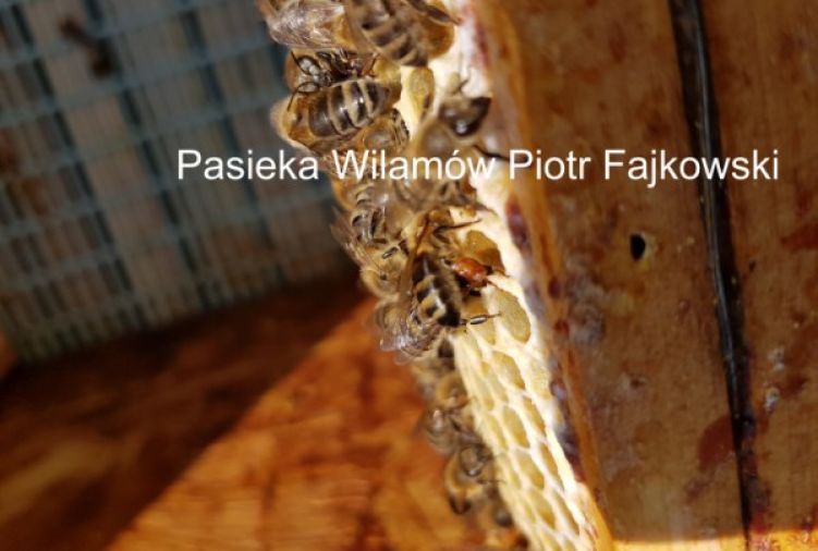 Odkłady pszczele na ramce wielkopolskiej możliwa wysyłka