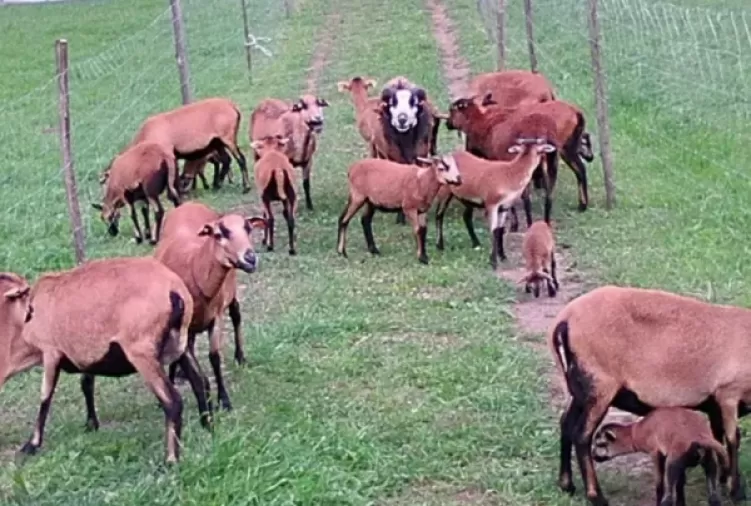 Owce kamaruńskie