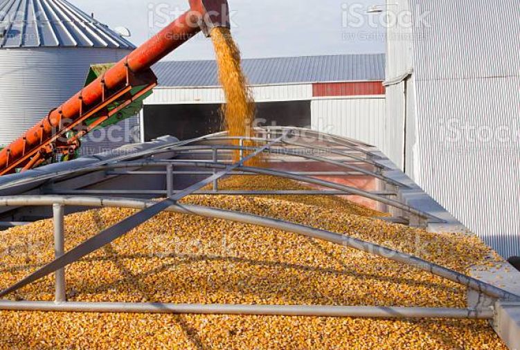 Skup i transport zbóż, kukurydzy, rzepaku, łubinu i innych