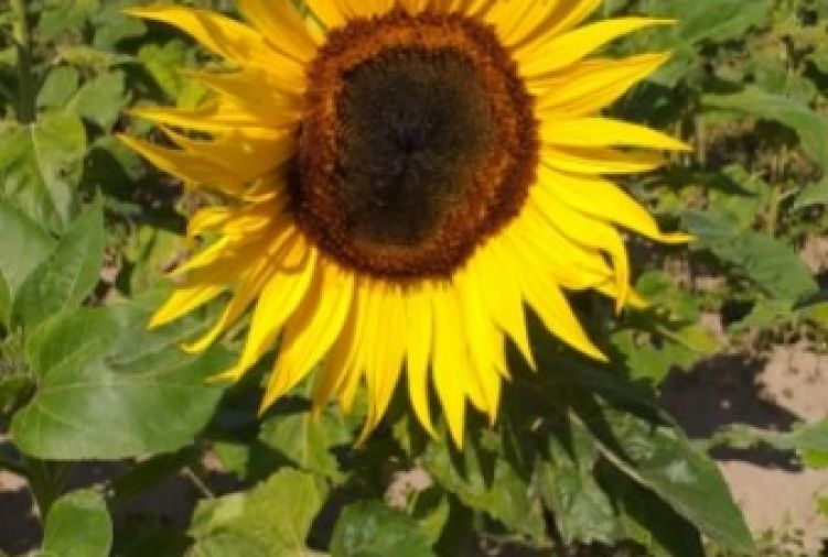 Słonecznik ozdobny - kwiat cięty